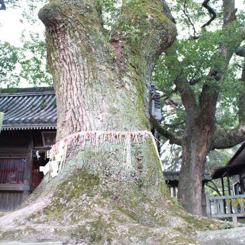 鳥飼八幡宮 