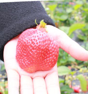 おでかけ糸島 いちご狩り あまおういちご