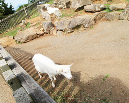 のこのしまアイランドパーク ヤギ