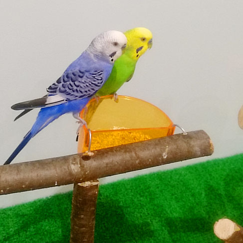 Moff animal cafe インコ