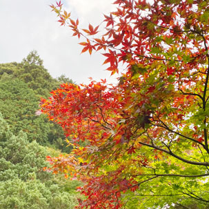 雷山千如寺大悲王院 紅葉