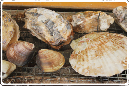 福吉漁港　梅本のカキ（白山丸） 牡蠣